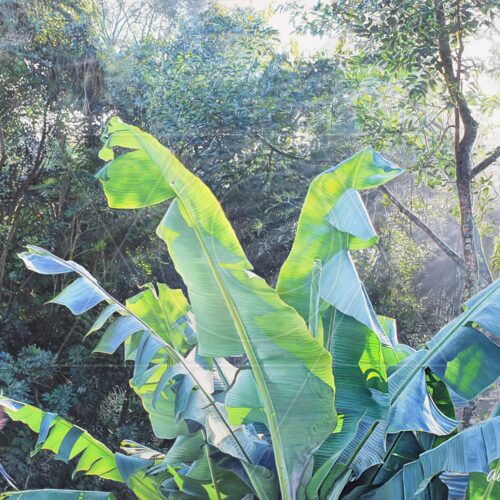 Luz da Manhã - arte animada