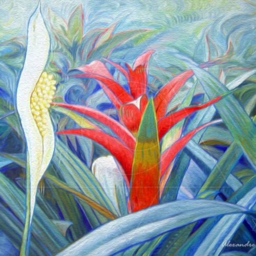 Lírio da Paz e Bromélia - fine art